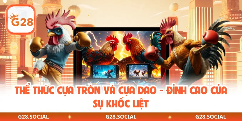 Thể thức cựa tròn và cựa dao - Đỉnh cao của sự khốc liệt